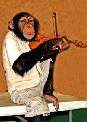 The_Violinist-Curtesy_of_Richard_Czina_Digital_Photography